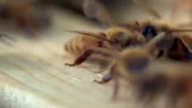 ▶ПЕРГА ПЧЕЛИНАЯ ФОТО #ПергаПчелиная смотреть онлайн