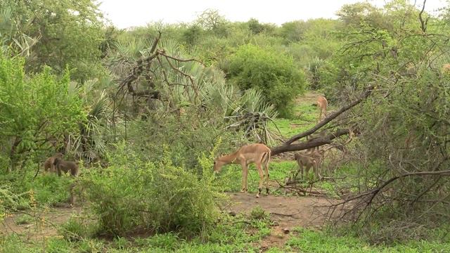 Woodland, South Africa. Редколесье, север ЮАР (1201sp) смотреть онлайн