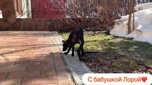 Свободен щенок левретки. Italienisches Windspiel,Italian sighthound. (720p) смотреть онлайн