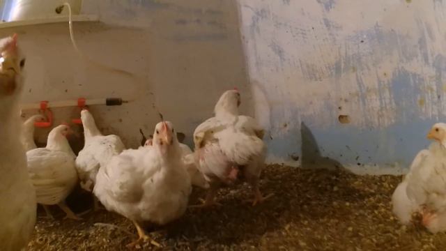 Сколько набирают в сутки//Кабанчики смотреть онлайн