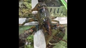 Наш живой лобстер