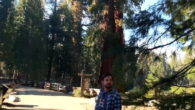 Sequoia national park, California. смотреть онлайн