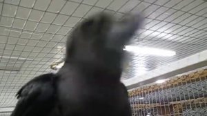 Ворон говорит привет..