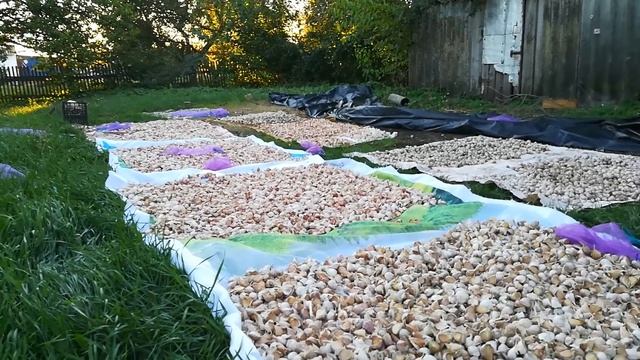 Обработка озимого чеснока "гуматом" перед посадкой смотреть онлайн