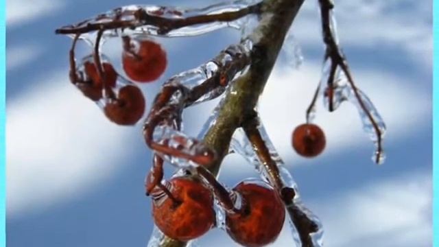 Сакура-вишня в цвету.avi смотреть онлайн