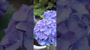 гортензия крупнолистная джип блю