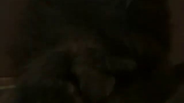 Кот Ричард храпит не по-детски!))) смотреть онлайн