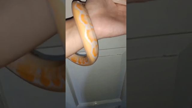 4 Months Old White Phase Reticulated Python #retic #reticulated #reticulatedpython #python смотреть онлайн