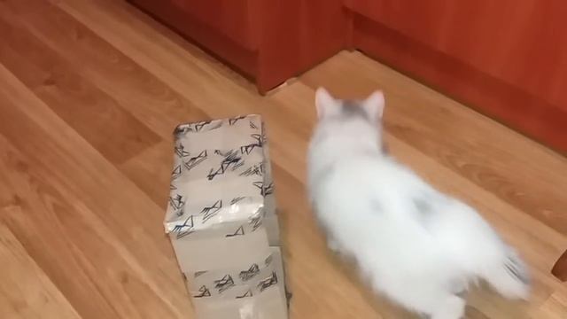 БРОШЕННЫЙ КОТЕНОК #22 Играющий котенок, милый котенок Лапик БРОШЕННЫЙ КОТИК Уличный котенок смотреть онлайн