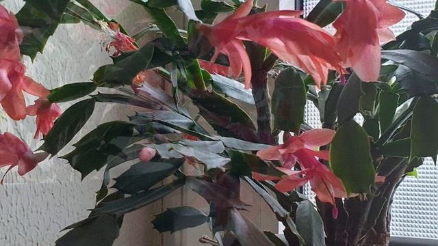 Декабрист или Рождественник. Зигокактус Шлюмбергера смотреть онлайн