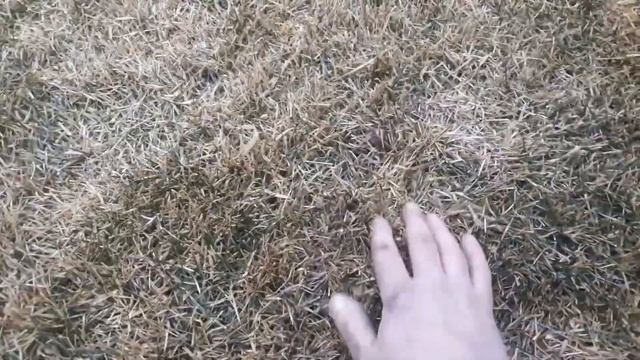 Выход из под снега газонной травы Мятлик МХЛ смотреть онлайн