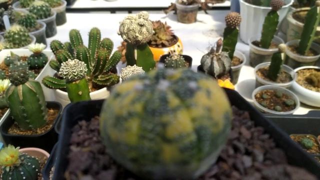 Astrophytum Asterias Variegata Cactus Seeds Reviews- Hong Tu Dinh Garden