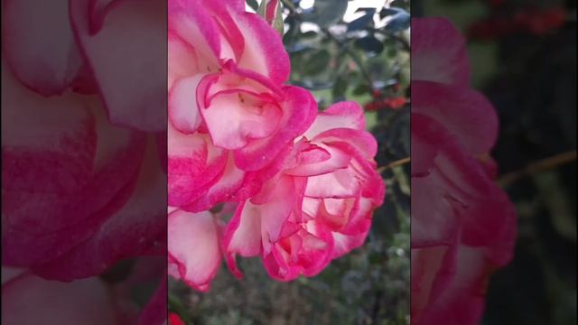 Плетистая роза "Хендель " Цветение 2022. смотреть онлайн