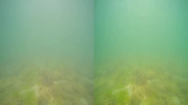 3D Compass Jellyfish August 2020 смотреть онлайн