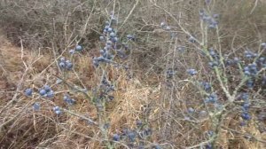 "В саду работаю с любовью". Собой любуюсь: то обуюсь, то разуюсь.