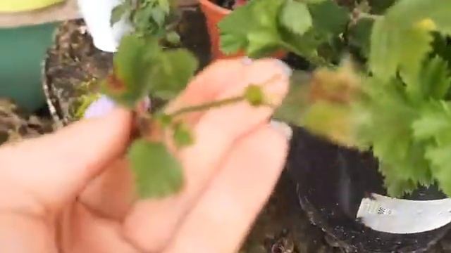 Осенняя обрезка королевской пеларгонии) смотреть онлайн