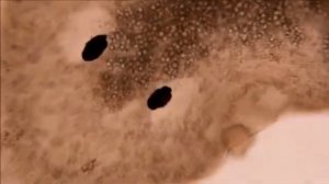 Тип Плоские черви. Белая(молочная) планария