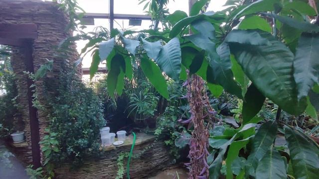 зимний сад на крыше, два года с момента запуска смотреть онлайн