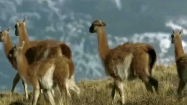 Гуанако - проживают на континенте более двух миллионов лет. смотреть онлайн