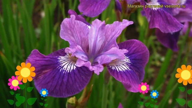 Ирис сибирский Леди Ванесса. Краткий обзор, описание характеристик iris sibirica Lady Vanessa смотреть онлайн