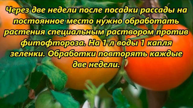 Полезные напитки для томатов смотреть онлайн