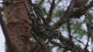 Дикая Скандинавия 5 серия «Таёжные существа» (документальный сериал, 2019)