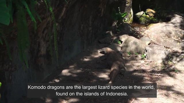 5 Facts About Komodo Dragon смотреть онлайн