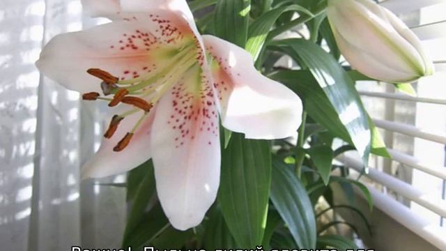 Когда обрезать лилии смотреть онлайн