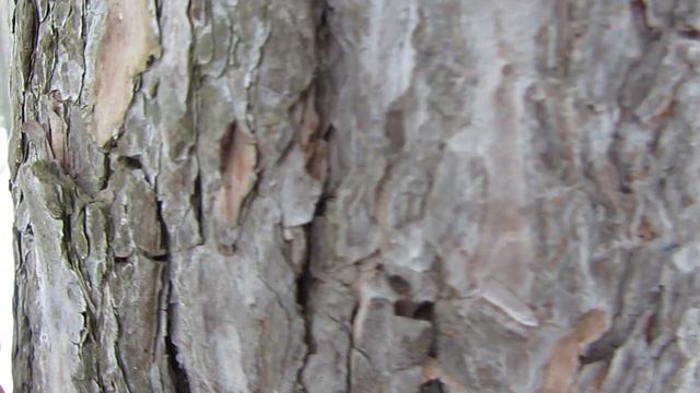 Прогулка в зимнем заснеженном лесу! смотреть онлайн