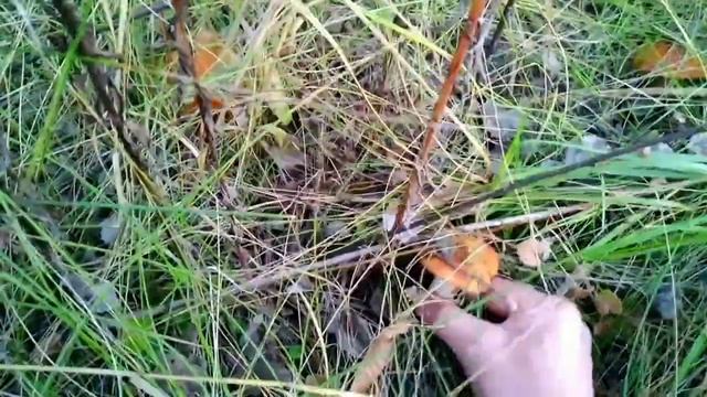 ПОДОСИНОВИКИ / ВИДЕО ДЛЯ ЛЮДЕЙ С КРЕПКОЙ НЕРВНОЙ СИСТЕМОЙ смотреть онлайн