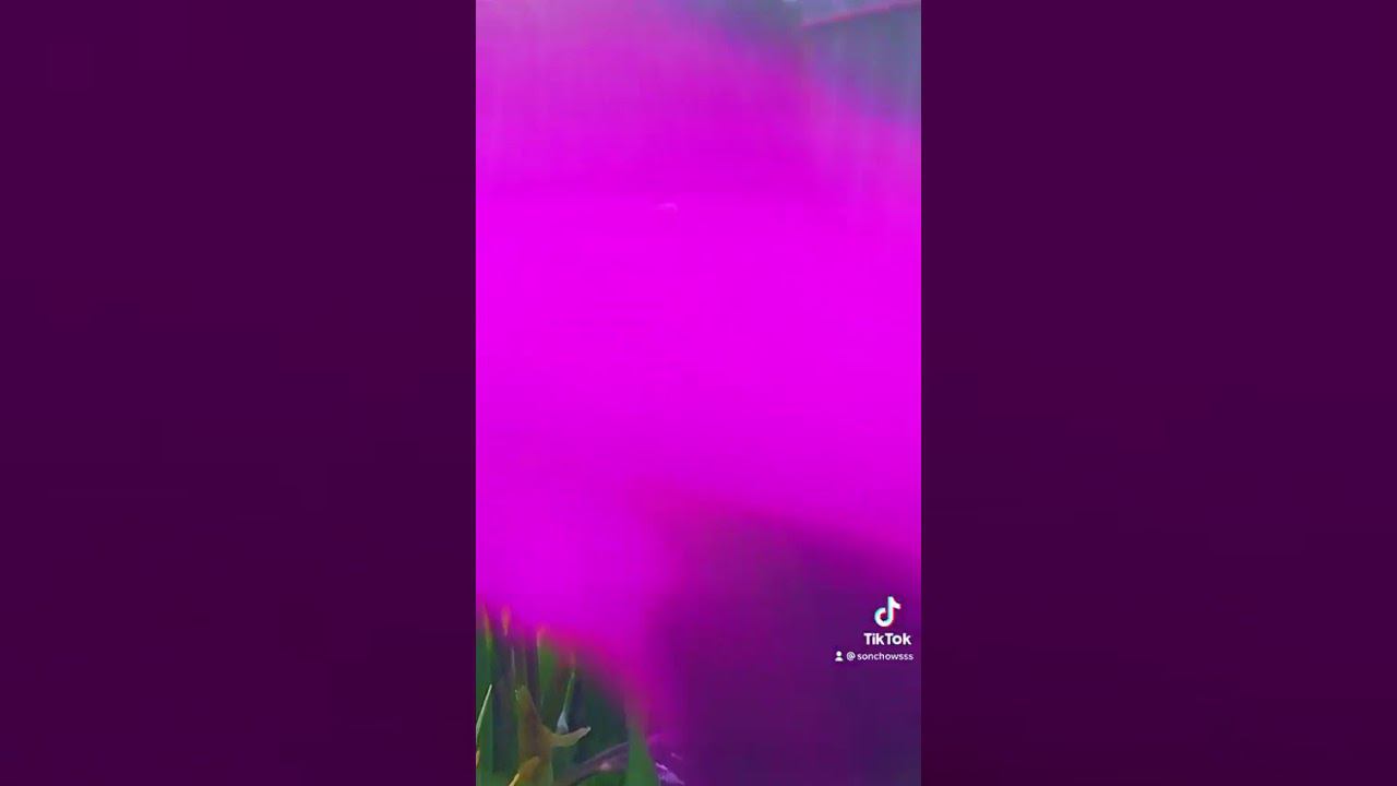 Макросъемка в саду, ирисы бордюрные смотреть онлайн