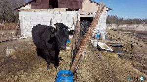 Животноводческая ферма