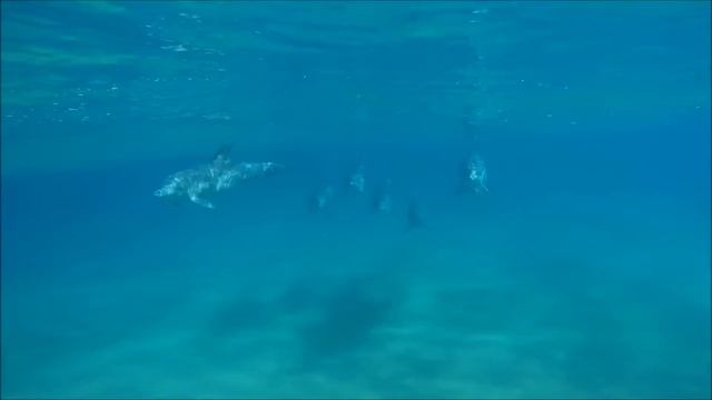 All About Dolphins for Kids: Dolphins for Children - FreeSchool смотреть онлайн