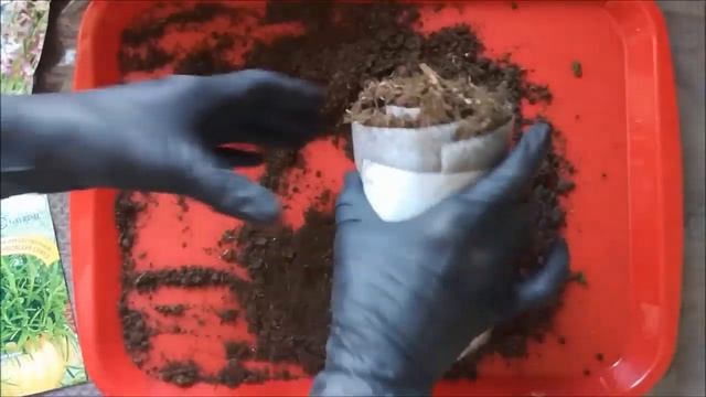 Пикировка лобелии. Посадка маттиолы, розмарина, стевии. смотреть онлайн