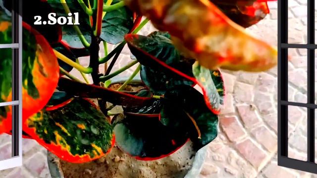 How to grow Croton plant || Best five Tips for Croton plant || Thi Croton смотреть онлайн