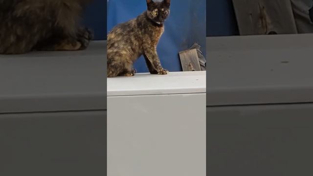 Необычная кошка с разными глазами ? ? Strange cat with different eyes ? Kucing lucu 猫 Gato gracios смотреть онлайн