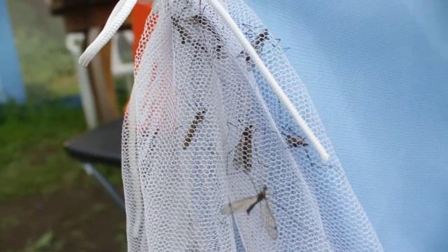 Комар спасает комаров смотреть онлайн