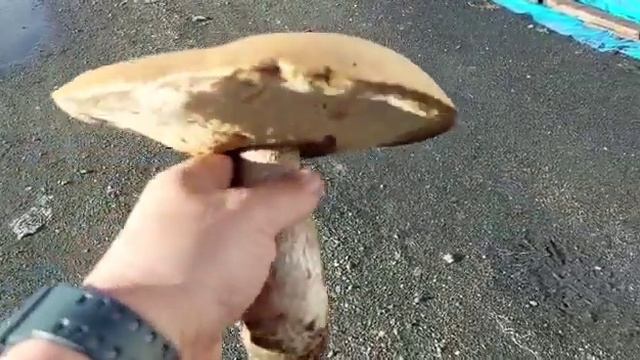 Всем привет от Сергея Дулесова!!! #буркандья смотреть онлайн