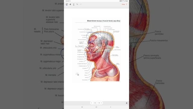 Анатомия краткий курс смотреть онлайн