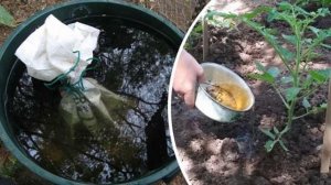 Подкормка помидор куриным пометом