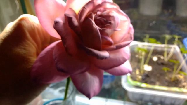 Искусство и Собственная Уникальность