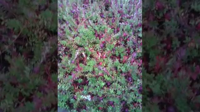 садовая клюква 2016 смотреть онлайн