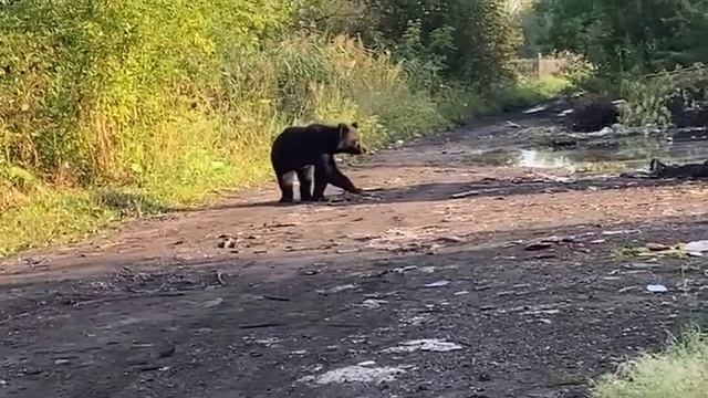 Медведь, Сибирь, Кузбасс, Голод! смотреть онлайн