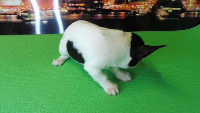 #ПРОДАЮ ЩЕНКА ЧИХУА МАРИ МИСТИК ЕМИЛИАН#куплючихуапродающенка##buypuppysellchihua#Russia смотреть онлайн