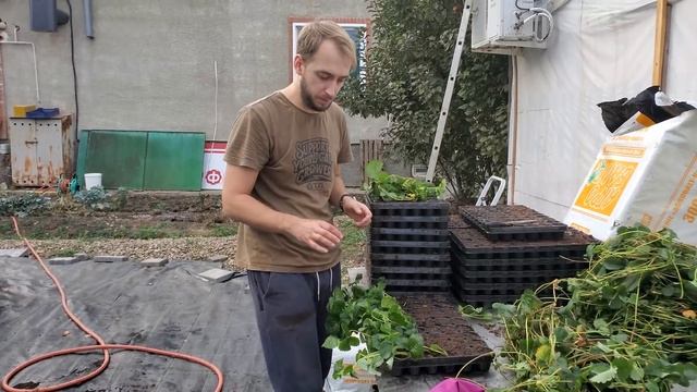 КАССЕТНАЯ РАССАДА КЛУБНИКИ ЗА 5 МИНУТ // СТЕРЛЯДЬ В ТЕПЛИЦЕ смотреть онлайн