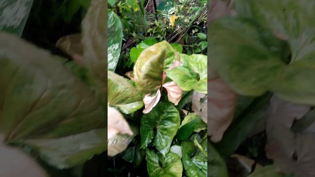 Syngonium Strawberry Ice