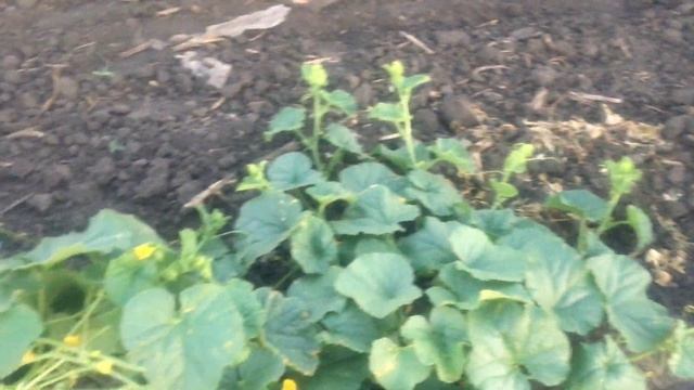 Выращивание бахчи.Обзор необычных дынь от Planti. смотреть онлайн