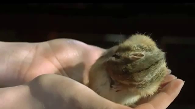 Бурундук умывается в замедленной съемке смотреть онлайн