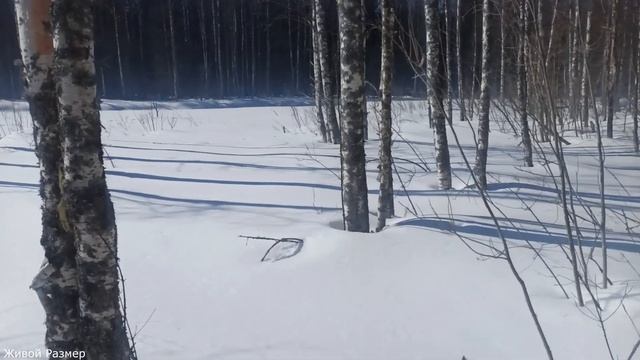 Ставим самоловки | Весна рыбалка лес река смотреть онлайн