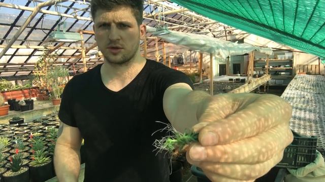 Самый быстрый способ посадить садик из суккулентов смотреть онлайн